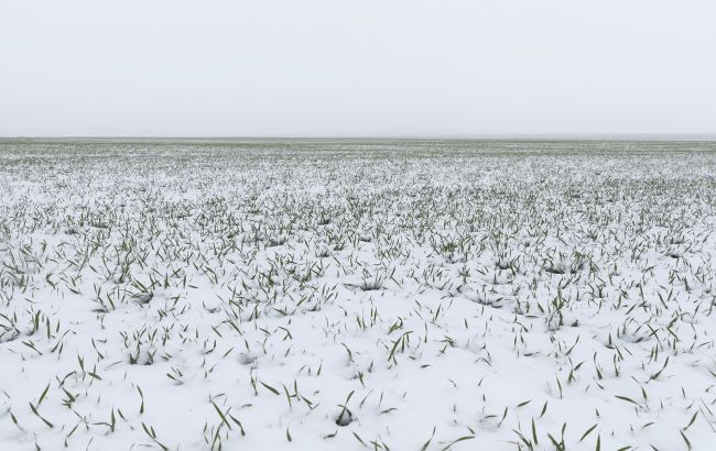 Врожай під загрозою? Як люті морози в Україні вплинули на озимину й плодові культури