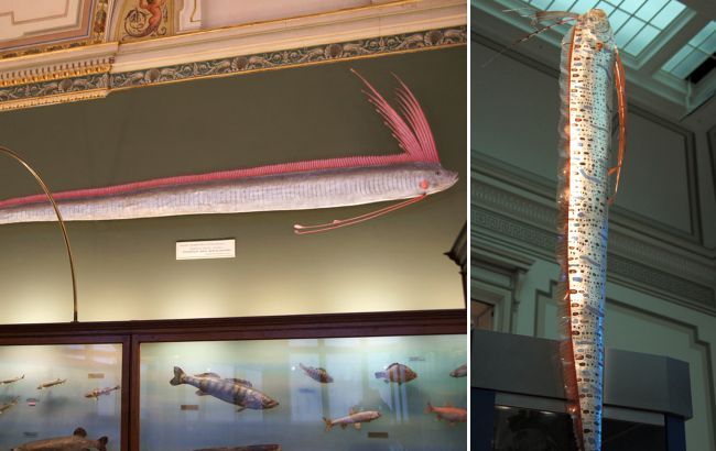 Монстр з океанських глибин. Чи варто насправді боятися "морського змія" - найдовшої у світі риби