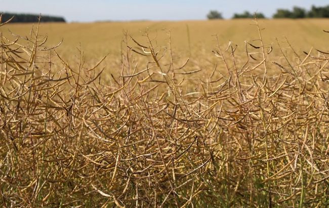 Доверие инвесторов к холдингу KSG Agro возросло в первом полугодии 2016