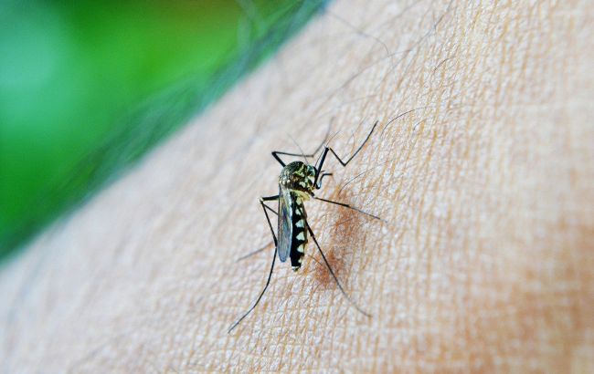 Укусы насекомых: как быстро оказать первую помощь