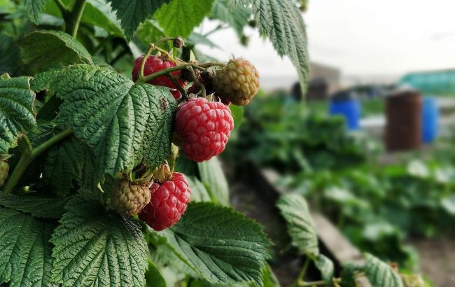 Как ухаживать за малиной осенью: эффективные натуральные удобрения