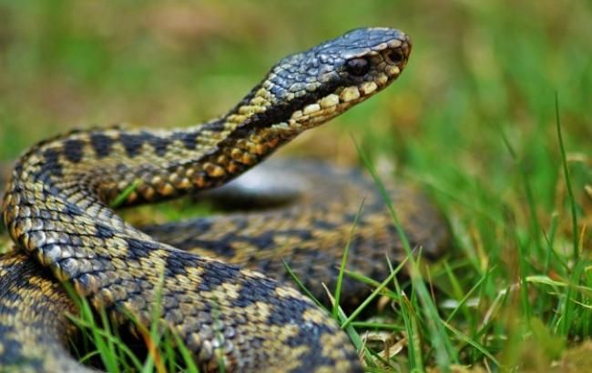 На Прикарпатье мальчик попал в реанимацию из-за укуса змеи