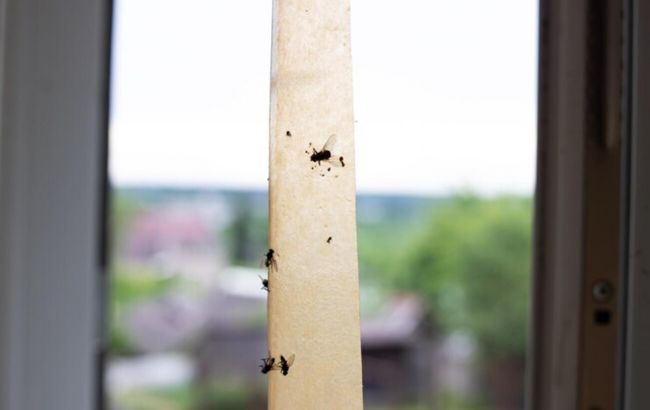 Мух в доме не будет: эти запахи эффективно отпугивают насекомых