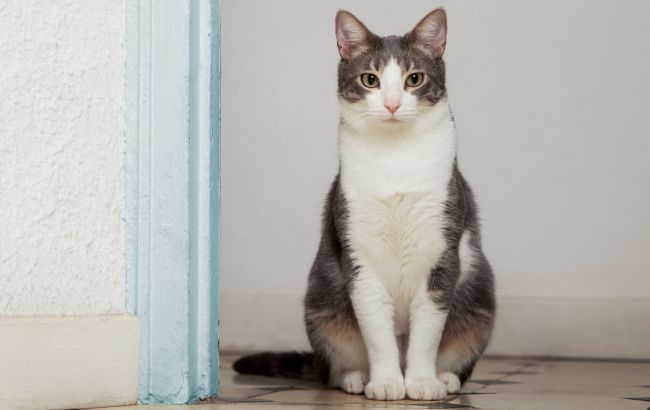 6 дивних звичок, які має кожен кіт: це може налякати господарів