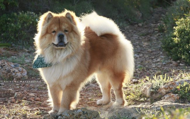 Ці шість порід собак є найнебезпечнішими для людини