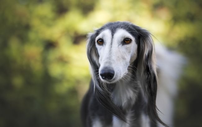 Не все собаки могут жить в квартире: названы породы (фото)