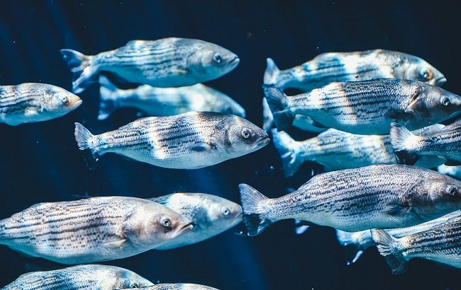 Под Житомиром в двух реках всплыла мертвая рыба: что произошло