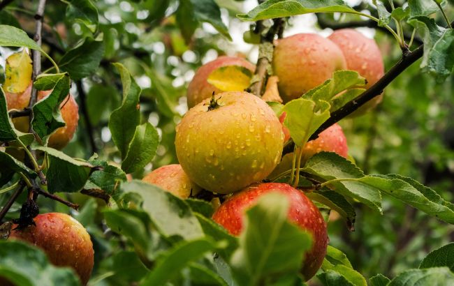 Готуємо садовий вар: домашній супер рецепт для порятунку ваших дерев