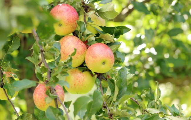 Россия запретила импорт томатов и яблок из Азербайджана