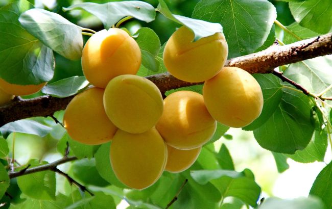 Будуть навіть правнуки дякувати: 6 фруктових дерев, які родять понад 100 років