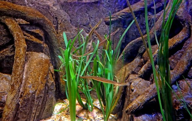 В Днепре рыбак выловил экзотических рыб, обитающих у берегов Италии