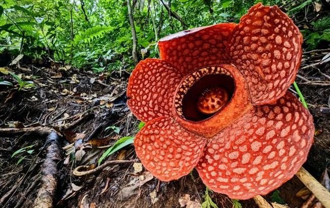"Сатана на троне из гнилого лука": ученые нашли самое вонючее вещество в мире