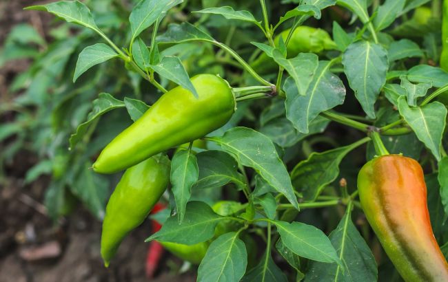 Підживіть цими добривами перці і баклажани і вони засиплють вас плодами: найкращі народні засоби