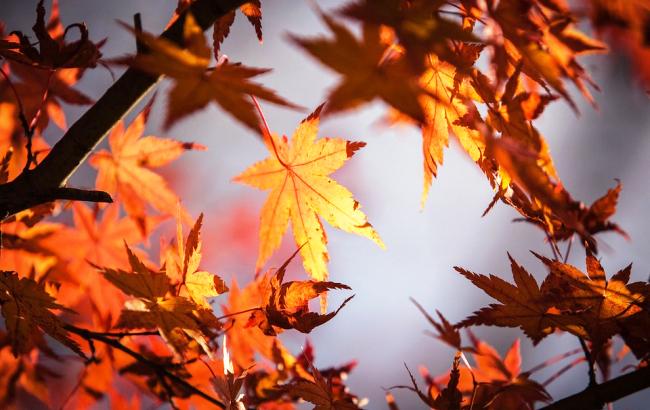 Погода на сегодня: в Украине переменная облачность, температура до +14