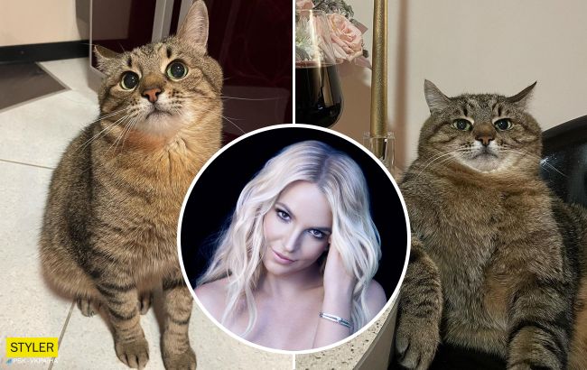 Пенсионер, подобранный на улице: как на самом деле живет самый знаменитый украинский кот Степан