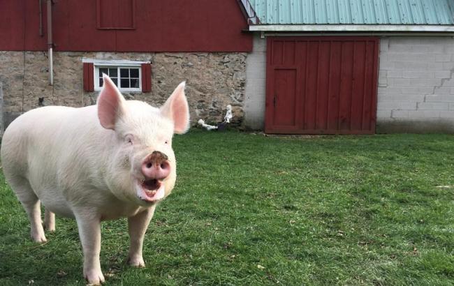 В Донецкой области зафиксирована вспышка АЧС