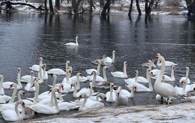 Під Львовом загинуло чотири лебеді: "хліб для них - отрута"