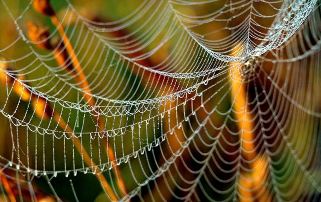 Бабье лето уже на пороге: синоптики рассказали, где в Украине потеплеет