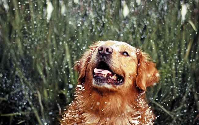 Погода на сьогодні: В Україні мінлива хмарність, місцями дощ, температура підніметься до +21