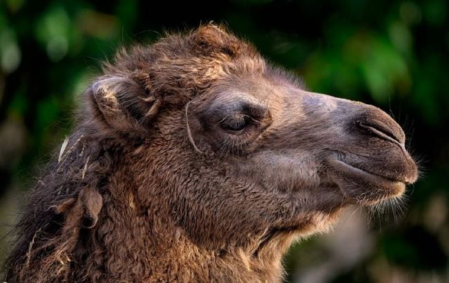 Верблюд, який помстився агресивному росіянину, вже став легендою: дивіться найкращі меми з ним