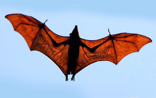 Вчені назвали Південну Америку загрозою здоров'я людства