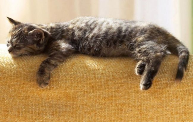 Как избавиться от шерсти любимца в доме? Ловите супер способы