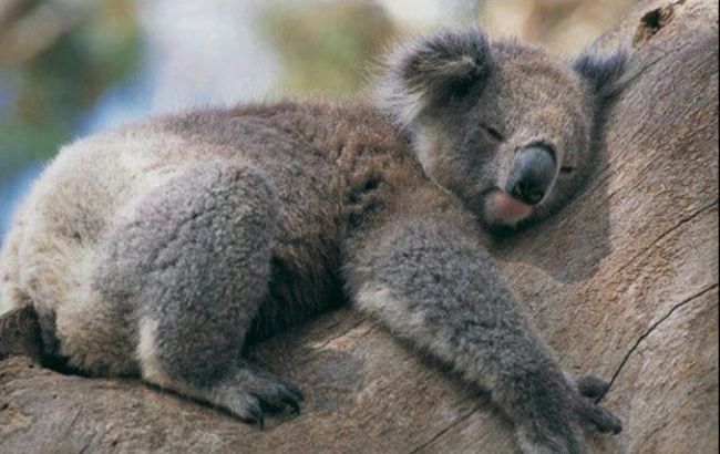 Следующие два года будут самыми жаркими на Земле, - метеорологи