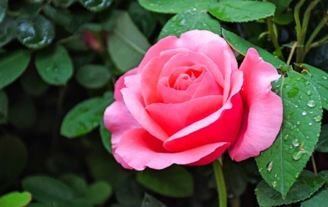 5 найкращих сортів троянд для весняної посадки