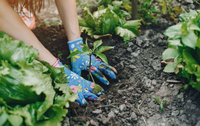 Ніколи не садіть ці рослини поряд, якщо хочете отримати гарний урожай