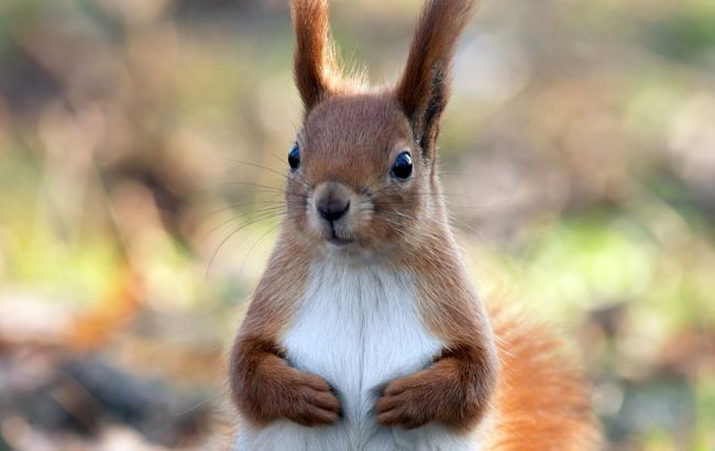 Погода на сегодня: в Украине переменная облачность, местами дожди, температура до +13