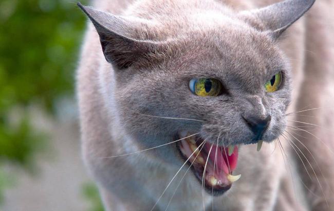 В Днепровском районе Киева объявлен карантин из-за бешенства