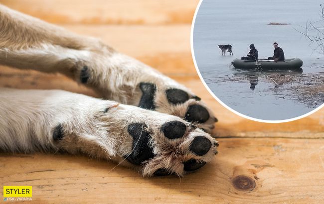 Под Харьковом спасли пса, который неделю плавал на льдине без еды