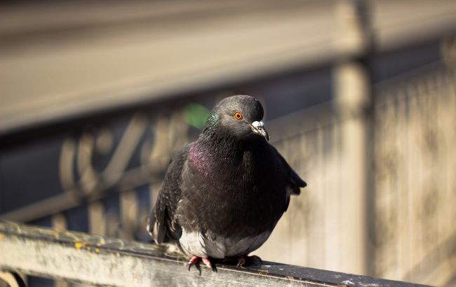 Чому пташка стукає у вікно і коли це - погана прикмета