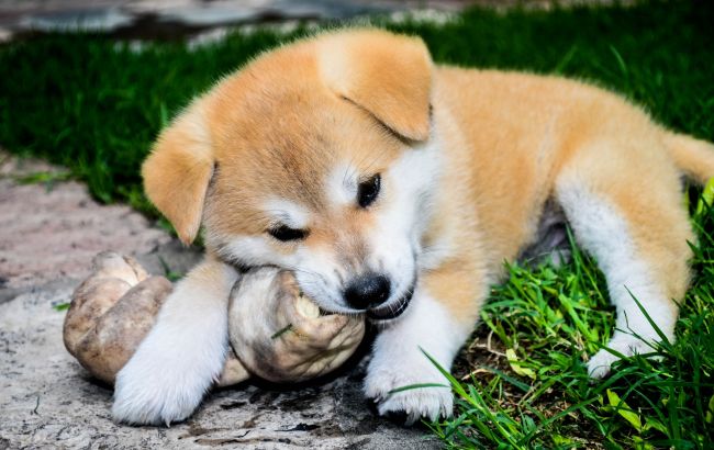 4 найкращі породи собак для охорони приватного будинку (фото)