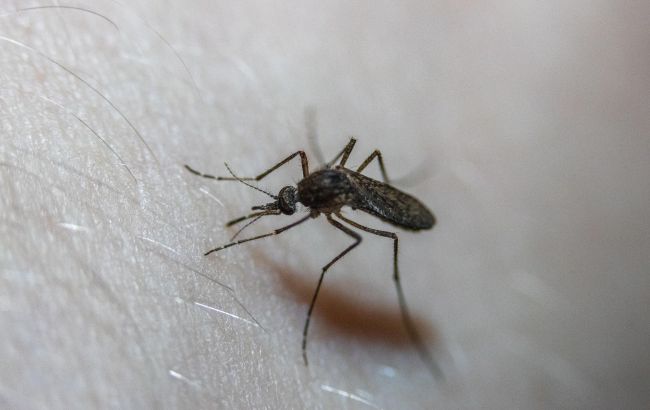 Як зробити репелент від комарів з натуральних інгредієнтів: 4 прості рецепти