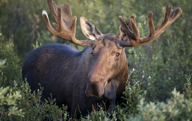 Чому у лосів у Чорнобилі світяться очі: радіація не винна