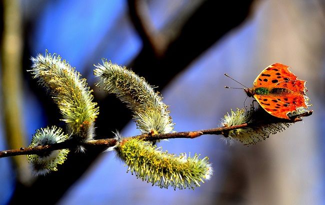 Погода в Украине: как долго продлится потепление