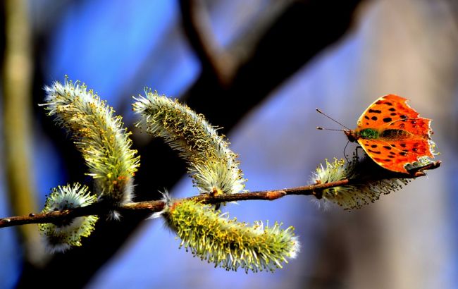 Вербное воскресенье 2020: что категорически нельзя делать в этот день