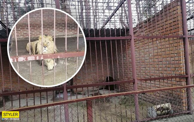 В глазах безнадега: в частном зверинце под Харьковом голодают животные
