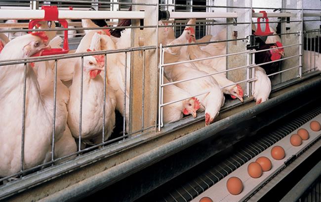 Украина запретила транзит в Россию яиц из Турции, - Россельхознадзор