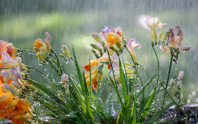 Синоптики предупреждают о дожде и грозах в отдельных областях Украины