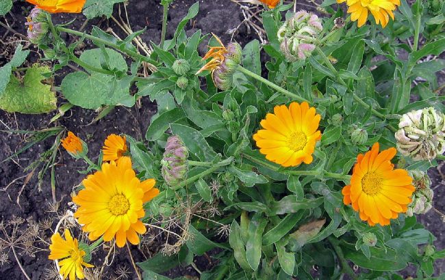 Этот эффективный сидерат заставит вредителей забыть о вашем огороде