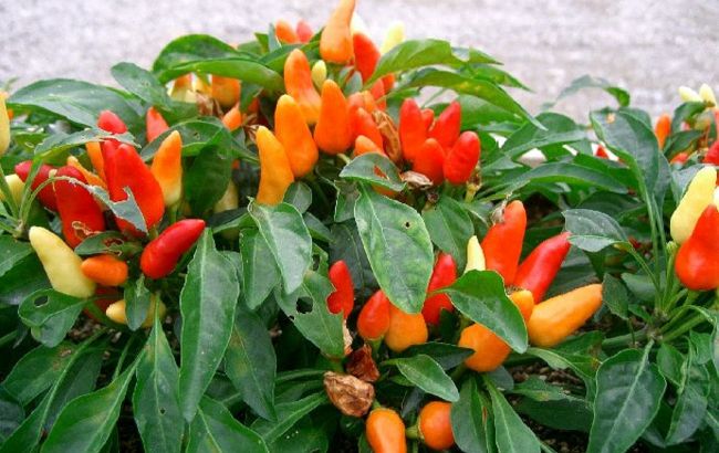 Від "вогненного" до солодкого. 5 сортів перцю, які легко виростити у горщиках вдома