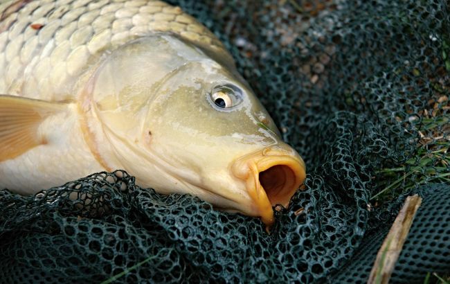 Робимо прикормку для коропа своїми руками: п'ять способів для шаленого кльову