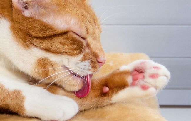 Ось чому кішки постійно вилизують себе. Причина може здивувати