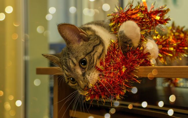 Почему котам по вкусу елочный дождик: что делать, если вы не успели достать его из пасти