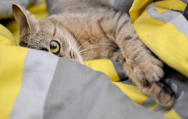 Ось чому кіт прокидається рано-вранці і не дає господарям спати