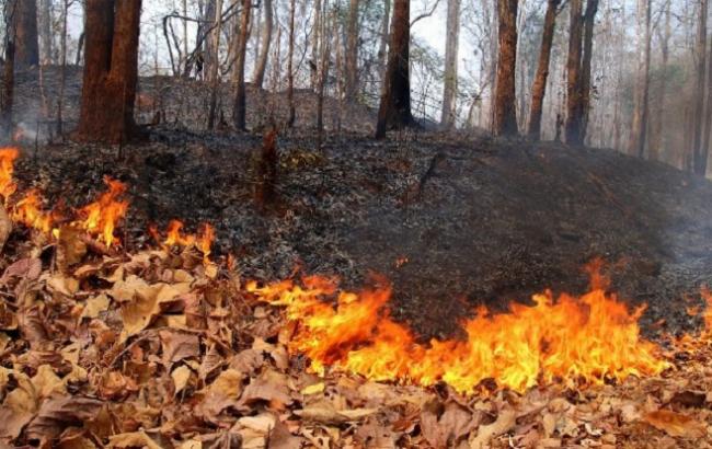 Синоптики предупреждают о высоком уровне пожарной опасности в Украине 13-16 сентября