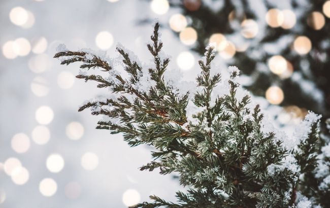 На Закарпатье пенсионер нашел способ, как спасти елки от воров: навсегда отобьет желание красть