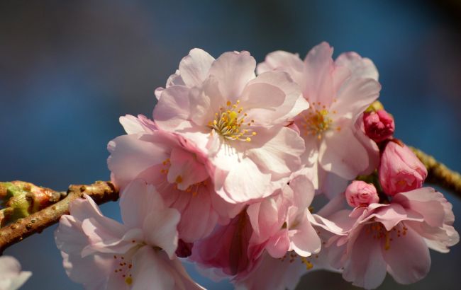Наслідки аномально теплої зими: у Києві в січні зацвіли сакури (фото)